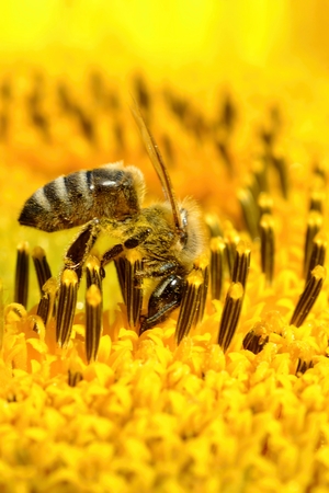 Bee on a sunflowerの写真素材