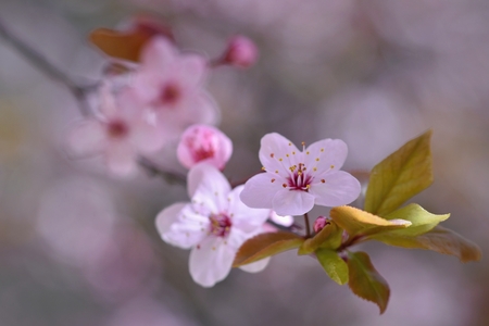 Beautiful blossom tree in springの写真素材