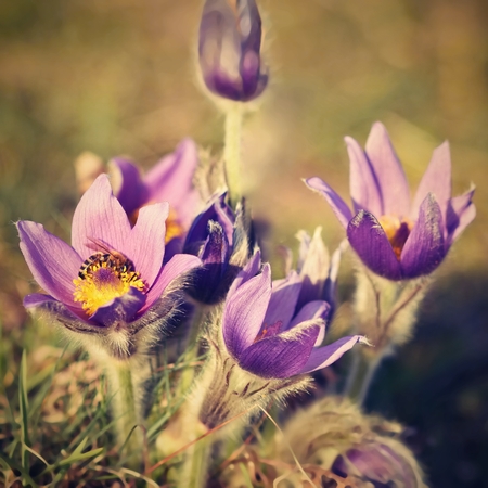 Beautiful purple little furry pasque-flower. (Pulsatilla grandis) Blooming on spring meadow at the sunset.の写真素材