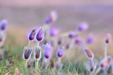Beautiful purple little furry pasque-flower. (Pulsatilla grandis) Blooming on spring meadow at the...