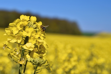 Field with rape (Brassica napus) (Brassica napus)の写真素材