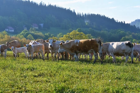 Beautiful landscape in the mountains in summer. Czech Republic - the White Carpathians - Europe.の写真素材