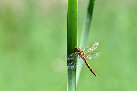 Beautiful dragonfly. Macro shot of nature.
Libellula depressa. Nature.の写真素材