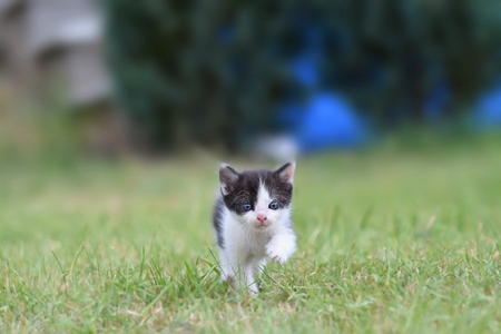 Beautiful small kitten with blue eyes. Playing at home.の写真素材