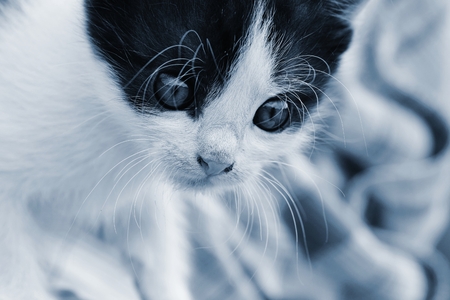 Beautiful small kitten with blue eyes. Playing at home.の写真素材