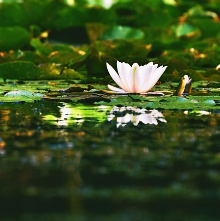 Beautiful blooming flower - white water lily on a pond. (Nymphaea alba) Natural colored blurred...