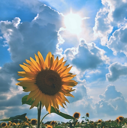 Sunflowers blooming in farm - field with blue sky Beautiful natural colored background. Nature.の写真素材