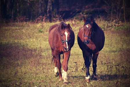 Beautiful horses grazing freely in nature.の写真素材
