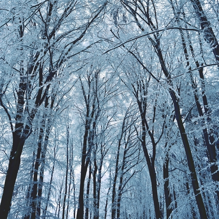 Winter landscape - frosty trees in the forest. Nature covered with snow. Beautiful seasonal natural background.の写真素材