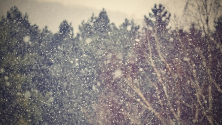 Snowfall. Beautiful winter background seasonal nature and the weather in winter. Winter landscape...