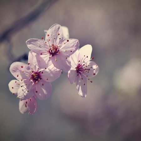 Spring flowers. Beautifully blossoming tree branch. Cherry - Sakura and sun with a natural colored background.の写真素材