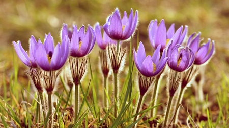 Spring flowers. Beautifully blossoming pasque flower and sun with a natural colored background....
