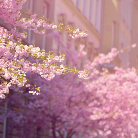 Beautiful blossom tree. Nature scene with sun in Sunny day. Spring flowers. Abstract blurred background in Springtime. の写真素材