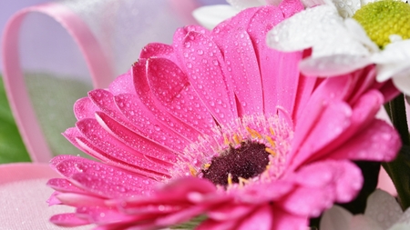 Beautiful colorful daisy flowers.Gerbera. Spring background - garden.の写真素材