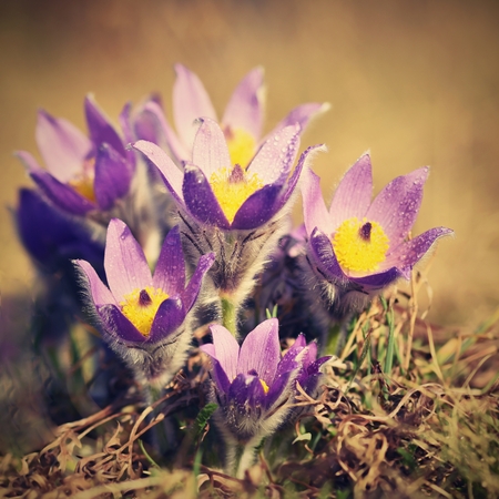 Spring flowers. Beautifully blossoming pasque flower and sun with a natural colored background. (Pulsatilla grandis)の写真素材