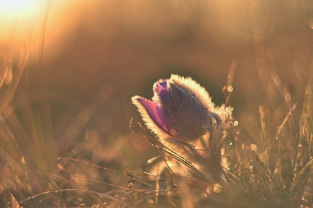 Spring flowers. Beautifully blossoming pasque flower and sun with a natural colored background....
