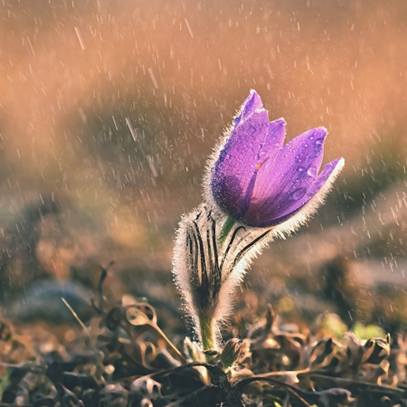 Spring flowers. Beautifully blossoming pasque flower and sun with a natural colored background. (Pulsatilla grandis)の写真素材