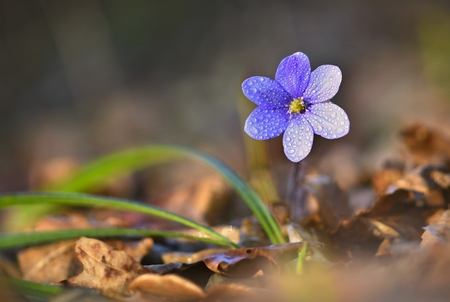 Spring flower. Beautiful blooming first small flowers in the forest. Hepatica. (Hepatica nobilis)の写真素材