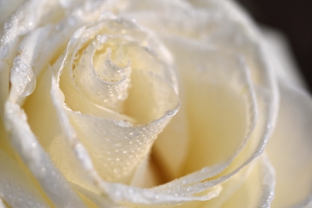 White Rose. Beautiful flower and macro shot with water drops.の写真素材