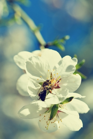 Spring background. Beautifully blossoming tree with bee. Flower in nature.の写真素材