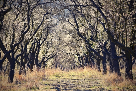 Spring tree. Beautiful flowering almond.の写真素材