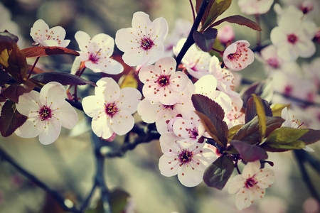 Beautiful flowering Japanese cherry - Sakura. Background with flowers on a spring day.の写真素材