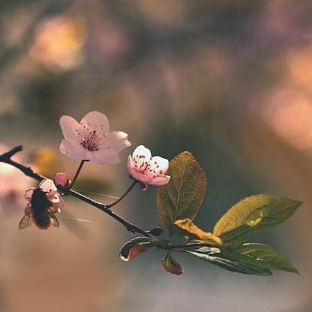 Spring flowers. Beautifully blossoming tree branch. Cherry - Sakura and sun with a natural colored background.の写真素材