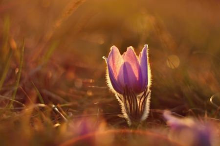 Spring flowers. Beautifully blossoming pasque flower and sun with a natural colored background. (Pulsatilla grandis)の写真素材