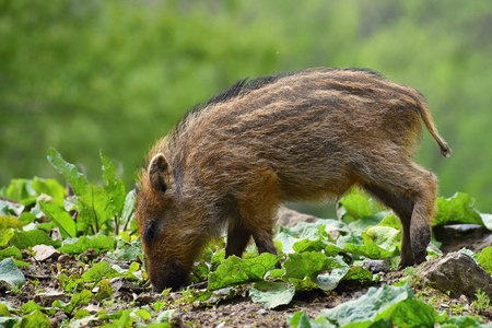 Animal - wild boar in the wild. Young bears playing in nature. (Sus scrofa)の写真素材