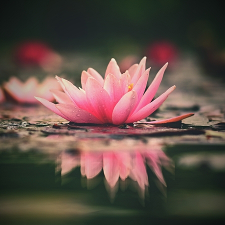 Flower. Beautiful blooming water lily on the water surface. Natural colorful blurred background. (Nymphaea)の写真素材