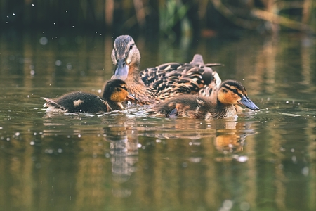 Small ducks on a pond. Fledglings mallards.(Anas platyrhynchos)の写真素材