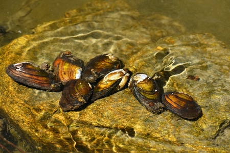 River clams on the rock in a clean river. Anodonta anatinaの写真素材