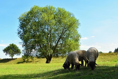 Sheep on a meadow with a treeの写真素材