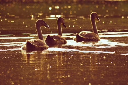 Beautiful swan cubs at the pond. Beautiful natural colored background with wild animals.の写真素材