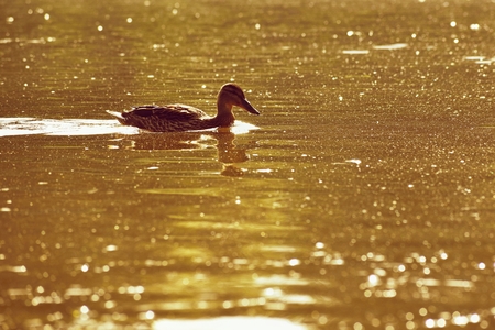 A beautiful black wild duck floating on the surface of a pond (Fulica atra, Fulica previous)の写真素材