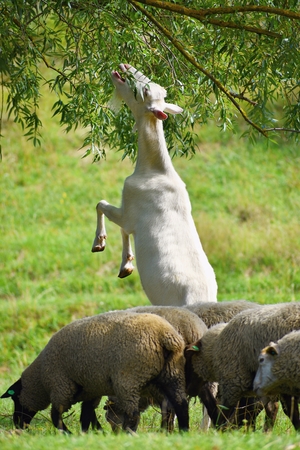 Beautiful white goat on pastureの写真素材