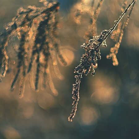 A beautiful shot of nature with sunset. Photo of an old lens with a beautiful blurred and colorful background.の写真素材