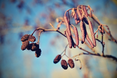 Alder with catkins. Beautiful natural colorful background with tree and branches.  (corylus...