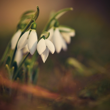 Snowdrops spring flowers. Beautifully blooming in the grass at sunset. Delicate Snowdrop flower is one of the spring symbols. (Amaryllidaceae - Galanthus nivalis)の写真素材