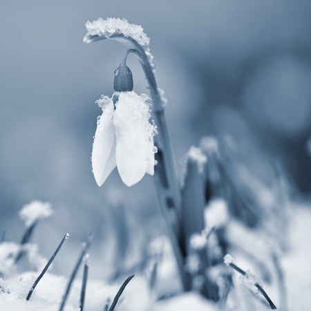 Snowdrops spring flowers. Beautifully blooming in the grass at sunset. Delicate Snowdrop flower is one of the spring symbols. (Amaryllidaceae - Galanthus nivalis)の写真素材