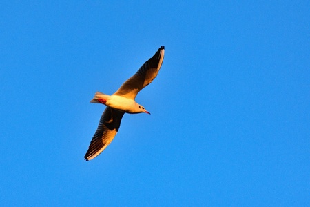 Flying seagull at sunset with blue sky in the background. Beautiful bird picture in winter nature. の写真素材