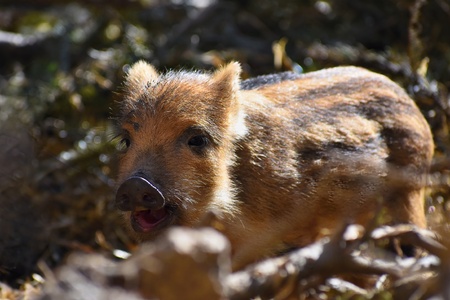 Beautiful little pigs wild in nature. Wild boar. Animal in the forestの写真素材