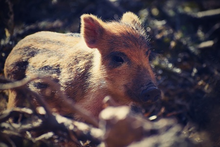 Beautiful little pigs wild in nature. Wild boar. Animal in the forestの写真素材