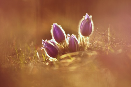 Springtime and spring flower. Beautiful purple little furry pasque-flower. (Pulsatilla grandis)...
