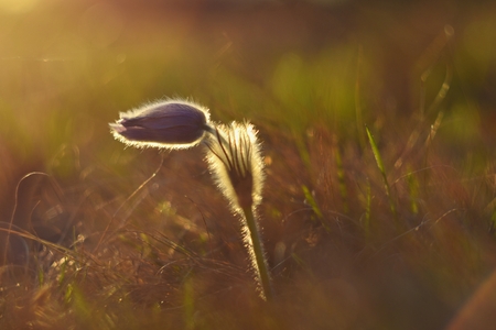Spring flowers. Beautifully blossoming pasque flower and sun with a natural colored background....