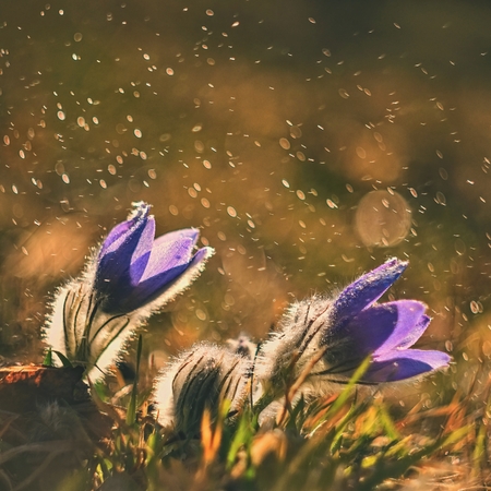Spring and springtime flower in the rain.  Blooming beautiful flowers on a meadow in nature. Pasque flower and sun with a natural colored background. (Pulsatilla grandis)の写真素材