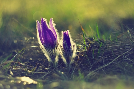 Spring flowers. Beautifully blossoming pasque flower and sun with a natural colored background. Detail of beautiful spring nature (Pulsatilla grandis)の写真素材