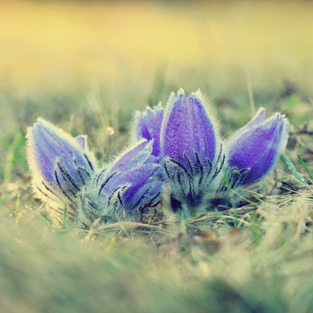 Spring flowers. Beautifully blossoming pasque flower and sun with a natural colored background. Detail of beautiful spring nature (Pulsatilla grandis)の写真素材