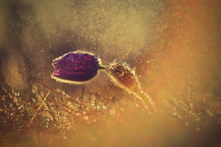 Spring - springtime flower in the rain.  Blooming beautiful flowers on a meadow in nature. Pasque...