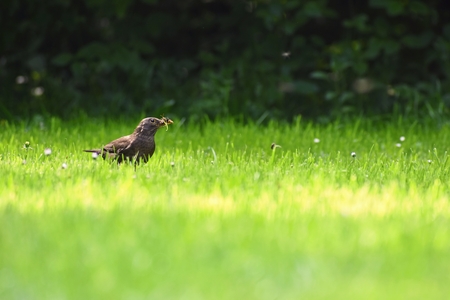 A beautiful shot of a bird in nature. Blackbird in the grass catching insects. (Turdus merula)の写真素材